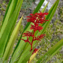 Red plant with agave